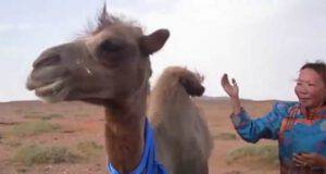 Il cammello fuggito via (Foto video)