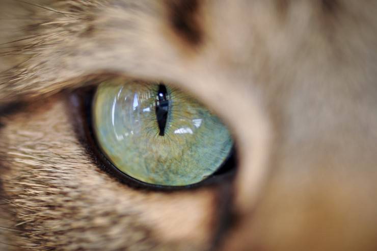 occhio di gatto