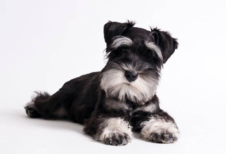 Schnauzer nano o in miniatura