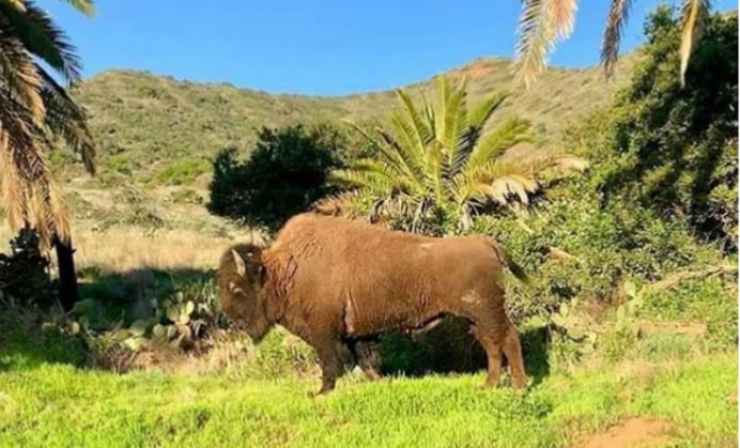 Il bisonte sull'isola (Foto Instagram)
