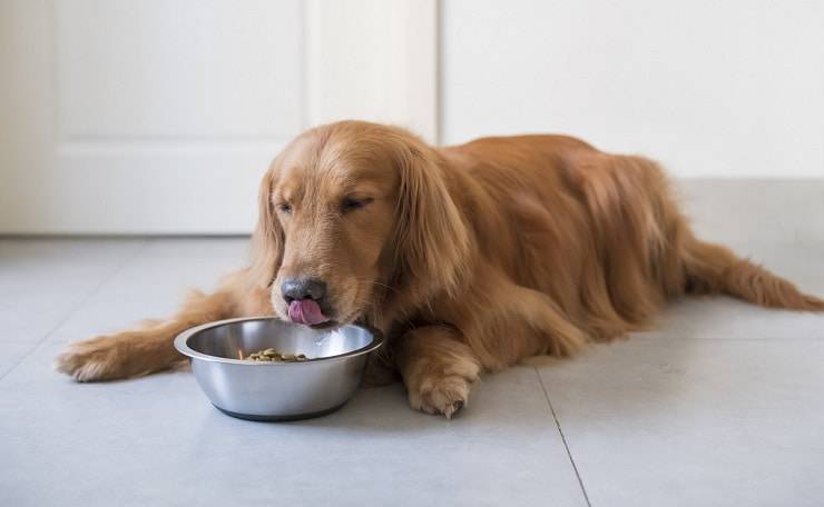 Alimentazione cane sterilizzato