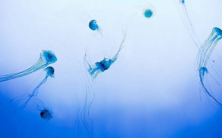 prevenire puntura meduse