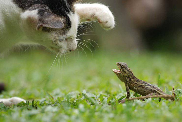 Il gatto mangia una lucertola