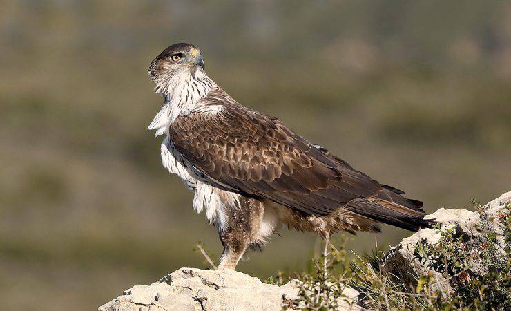 sardegna aquile bonelli