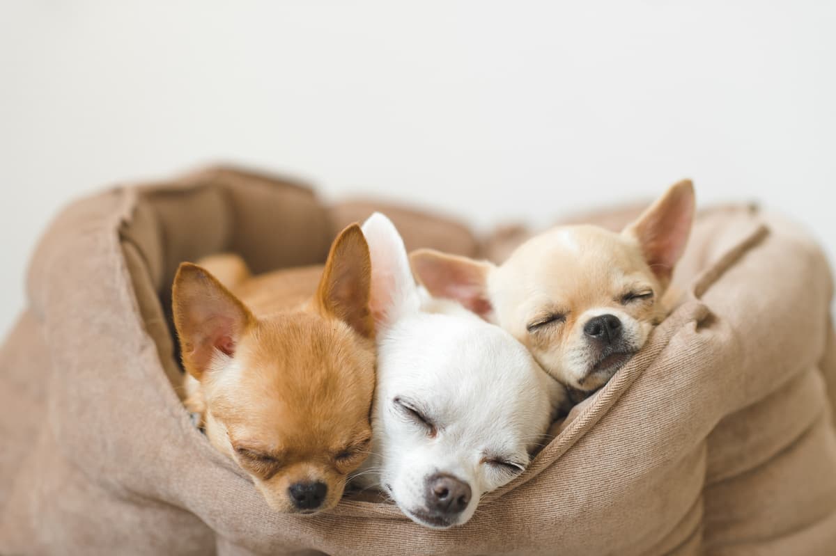 Come insegnare al cane a dormire nella cuccia (Foto Adobe Stock)