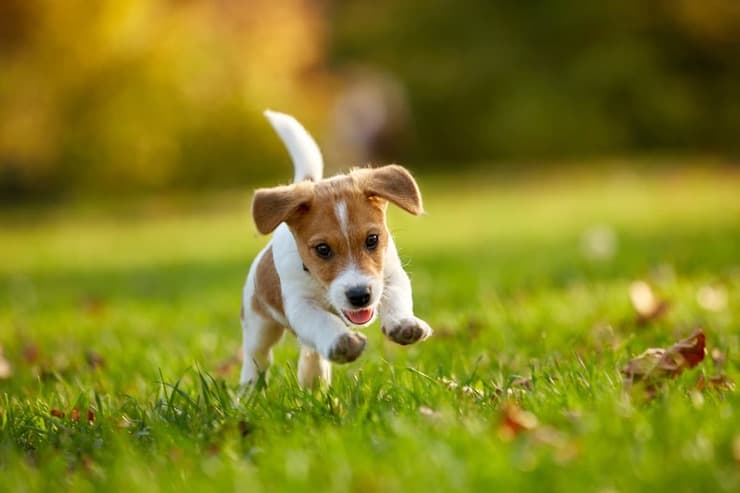 Come giocare con il cucciolo di cane (Foto Adobe Stock)