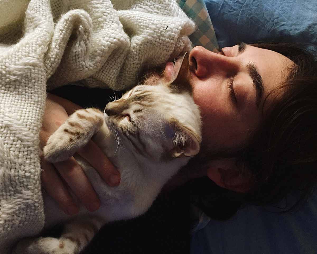 Un Gatto Cade In Testa A Un Uomo