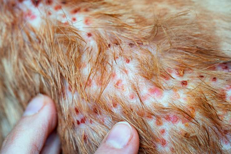 Dermatite atopica nel gatto