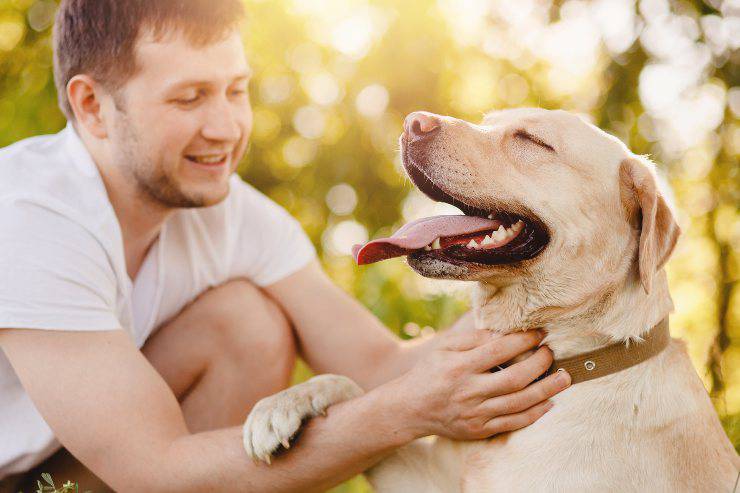 cani ignorano chi tratta male padroni