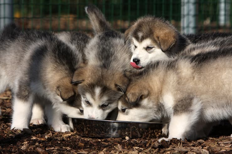 Cuccioli che mangiano dalla ciotola (Foto Adobe Stock)