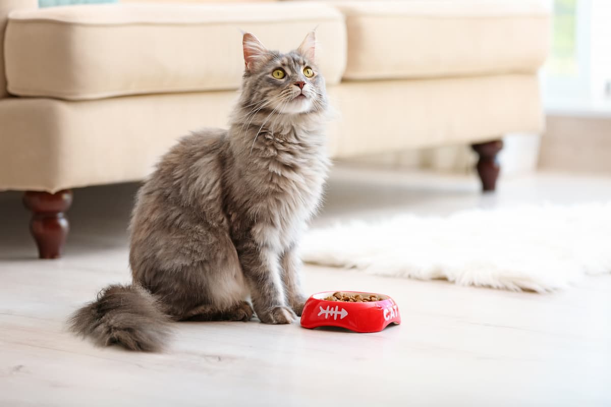 Il gatto fa i capricci per mangiare (Foto Adobe Stock)