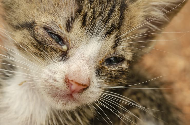 Gatto con occhi sporchi (Foto Adobe Stock)