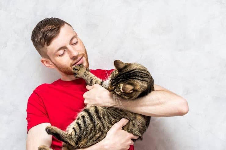 Perché il gatto non vuole stare in braccio (Foto Adobe Stock)