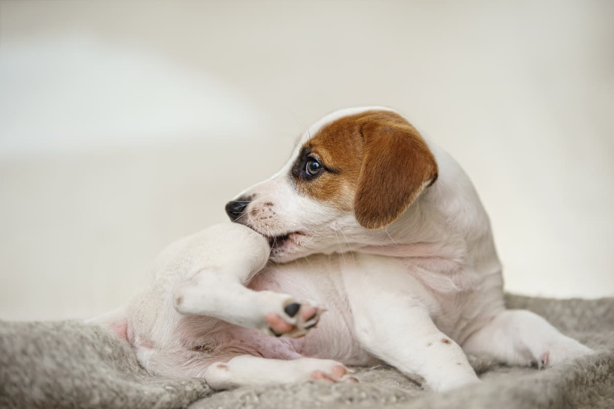 Punture di pappataci nel cane (Foto Adobe Stock)