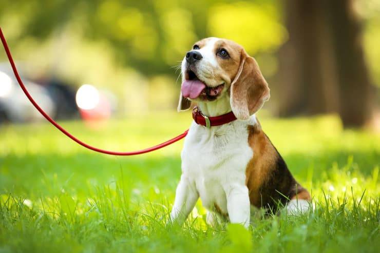 Obbligo guinzaglio per il cane sì o no? (Foto Adobe Stock)