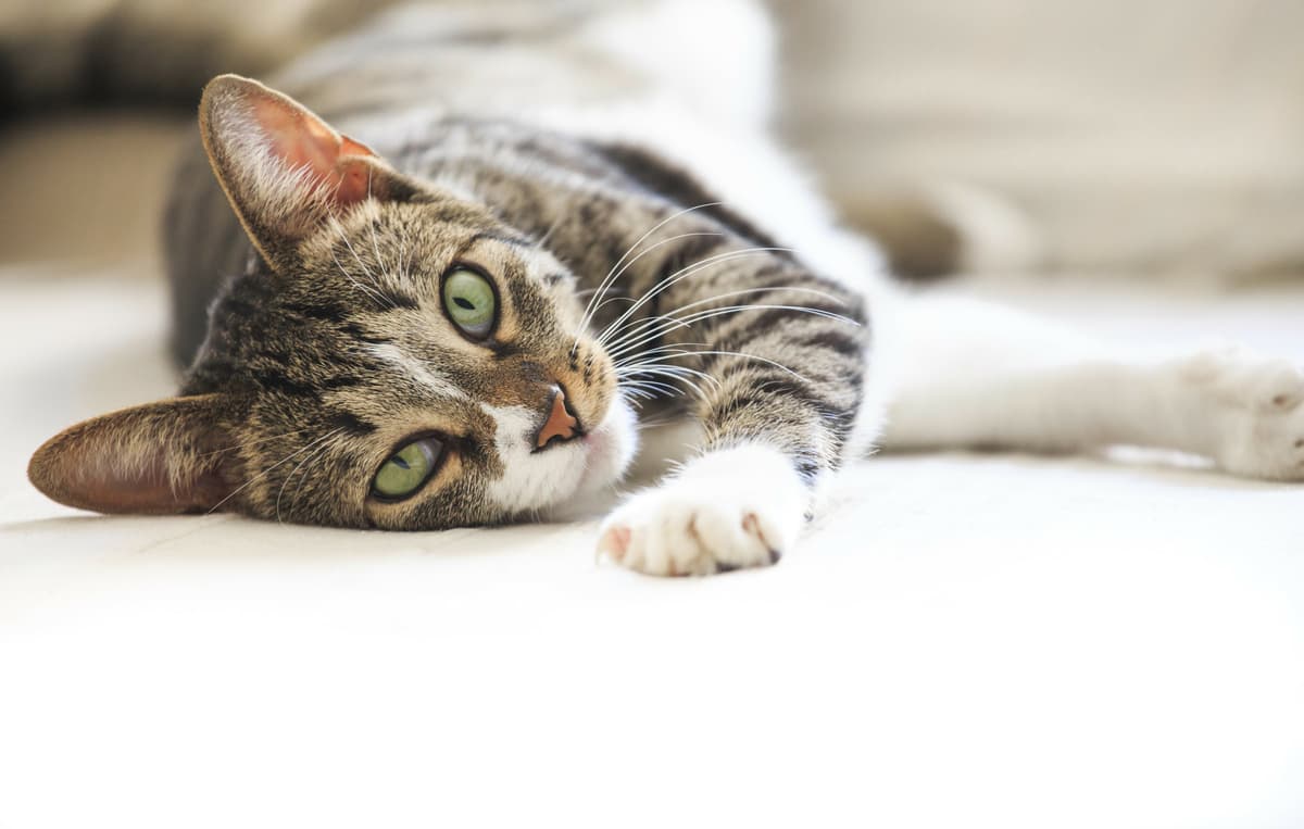 Avvelenamento da limone nel gatto (Foto Adobe Stock)