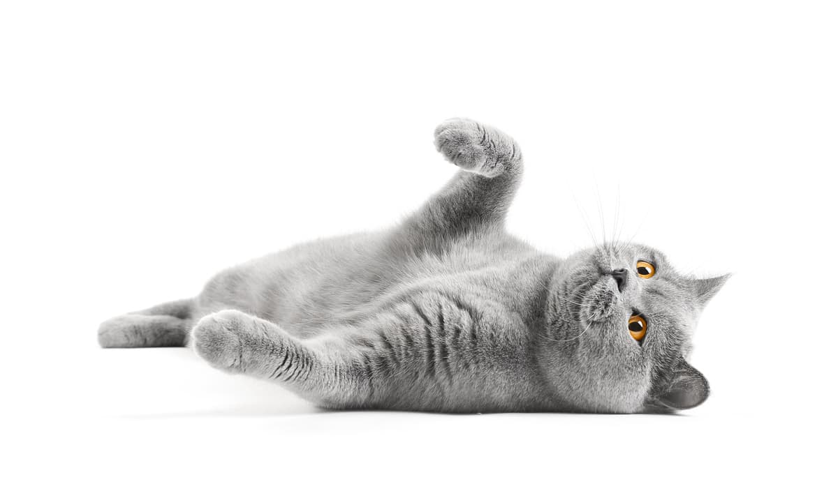 Come giocare con il gatto (Foto Adobe Stock)
