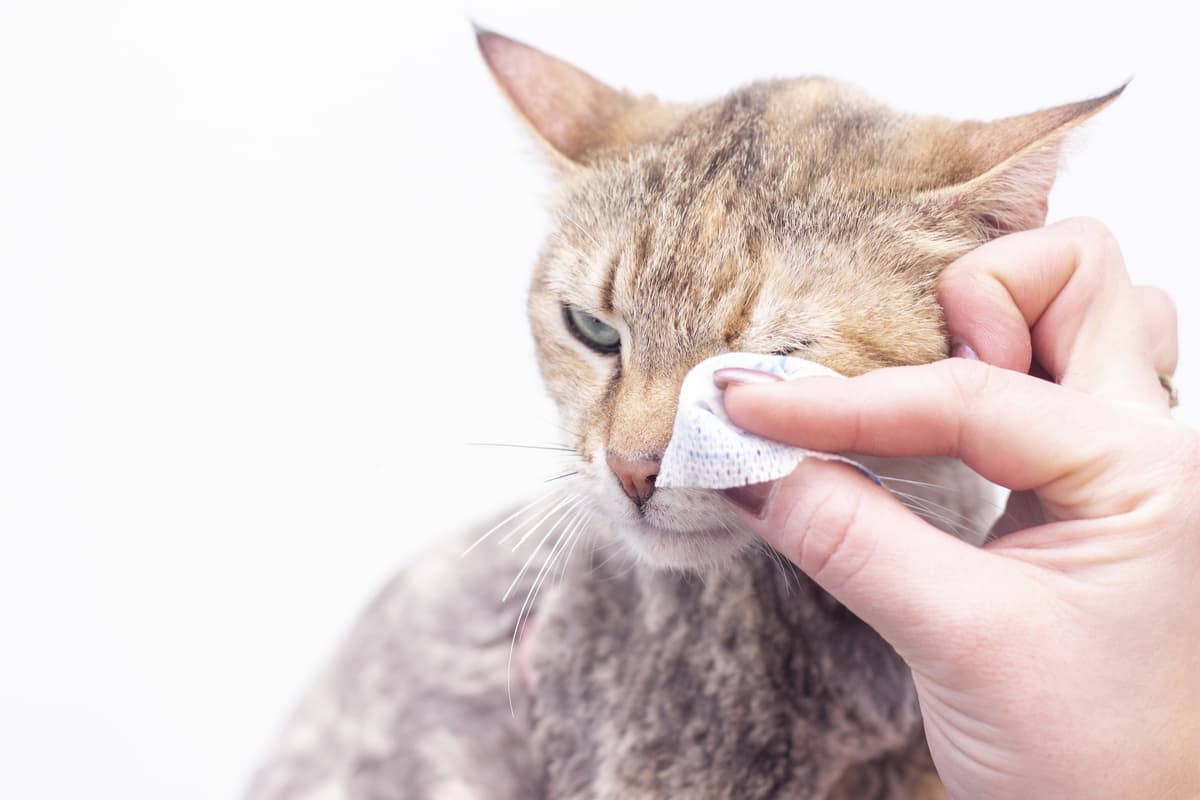 Gatto con occhi sporchi (Foto Adobe Stock)