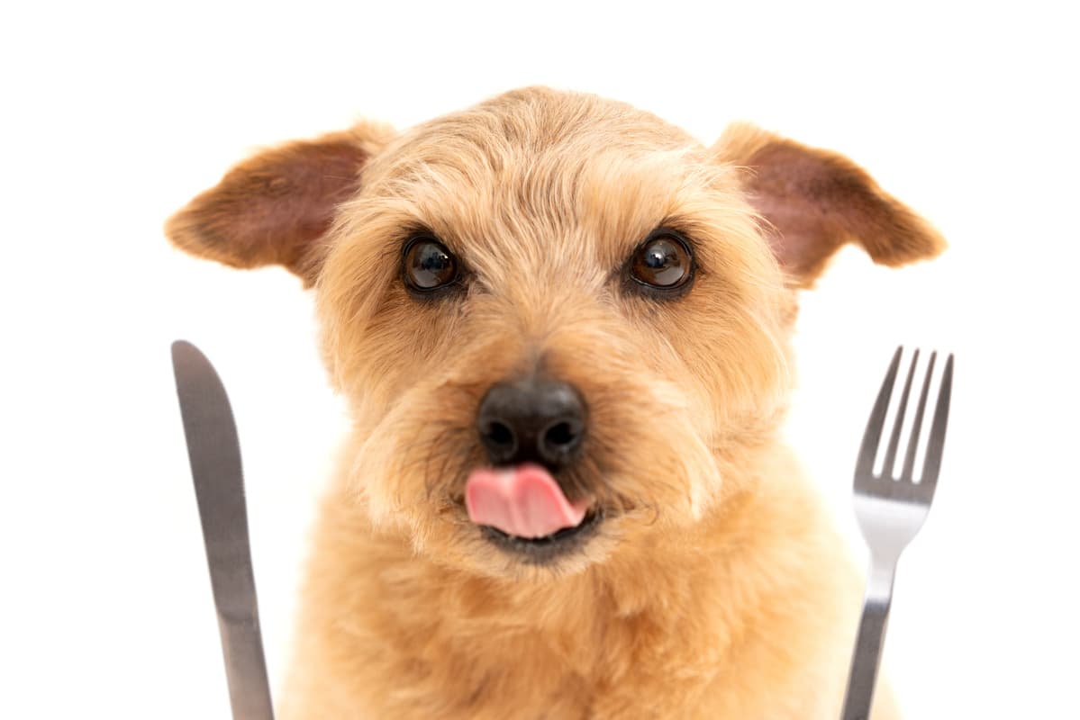 Il cane può mangiare il cous cous? (Foto Adobe Stock)