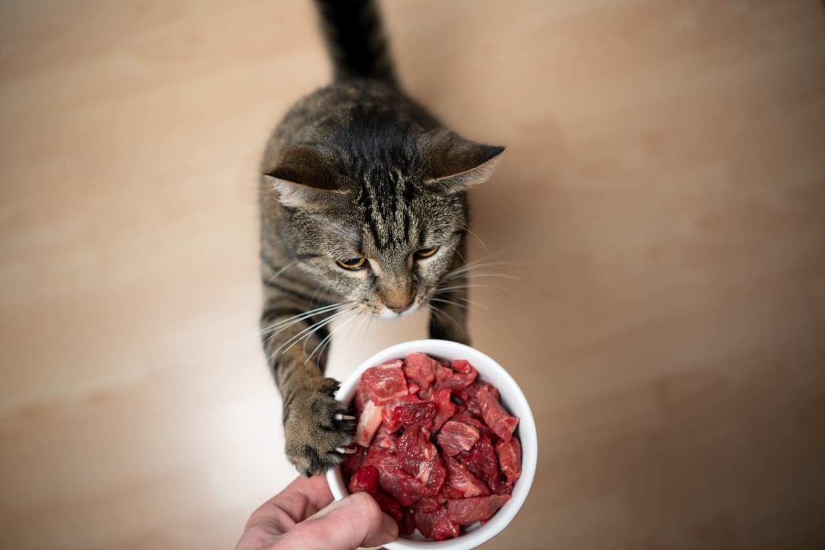La carne non è soltanto il cibo preferito del gatto, ma anche quello di cui ha più bisogno (Foto Adobe Stock)