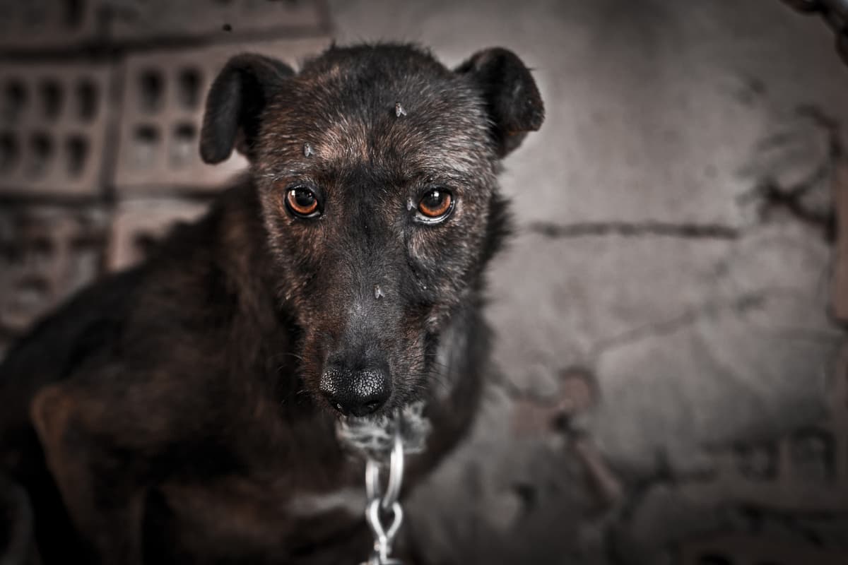 Reato di maltrattamento di animali (Foto Adobe Stock)