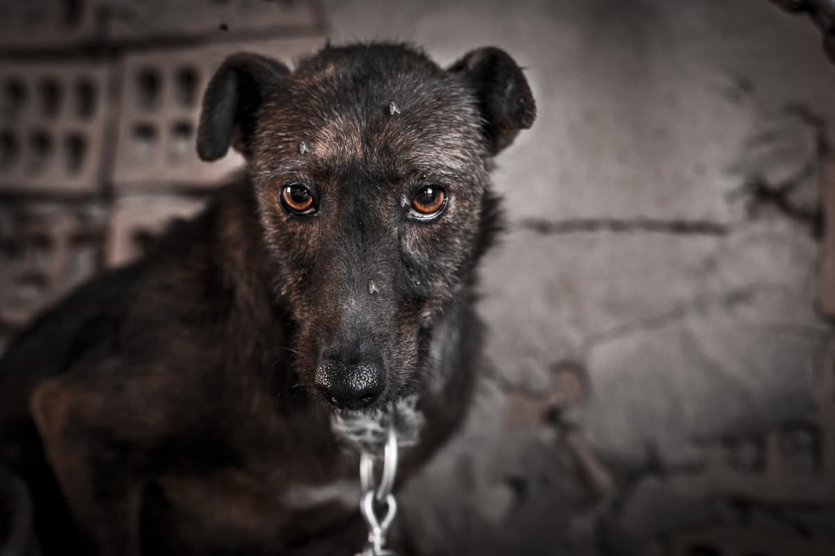 Maltrattamento di animali (Foto Adobe Stock)