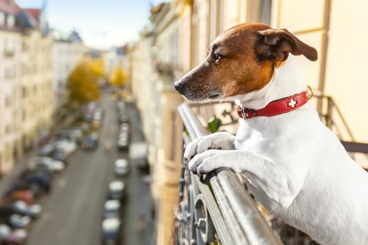 Cane sul balcone è vietato? (Foto Adobe Stock)