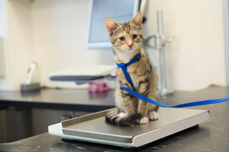 Il gatto è magro ma mangia