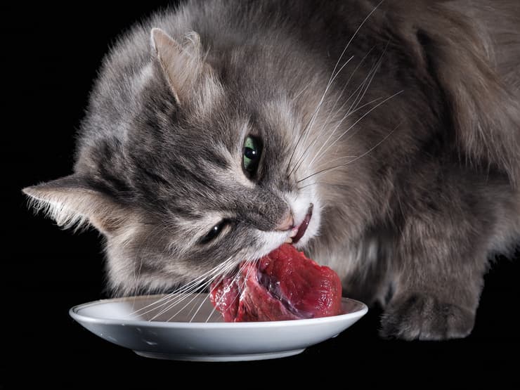 E' sconsigliato servire carne cruda al gatto (Foto Adobe Stock)