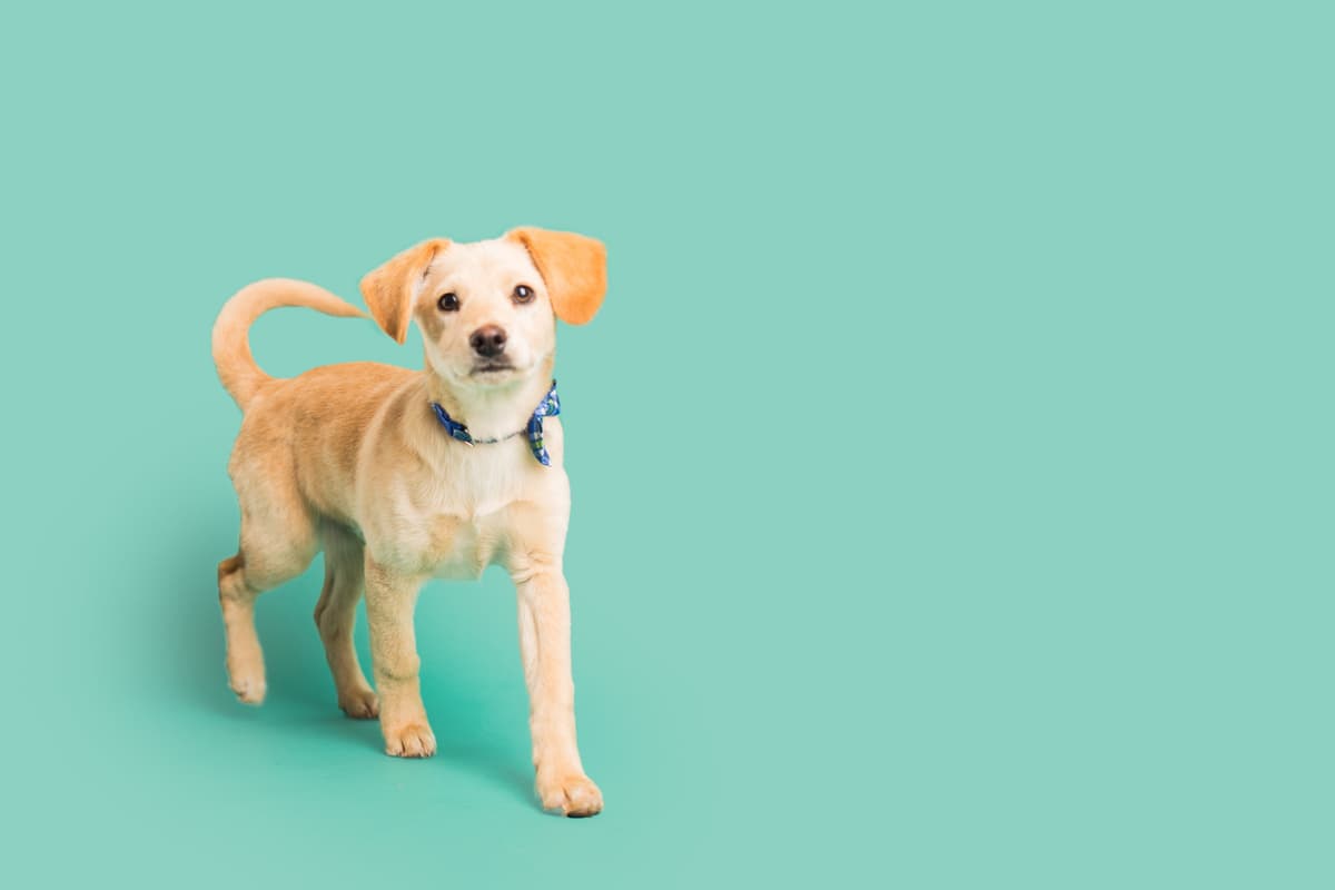 L'organo di Jacobson nel cane (Foto Adobe Stock)