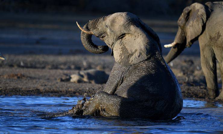elefanti morti zimbabwe 