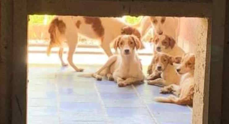 38 Cani rinchiusi in una villa a Marcignano