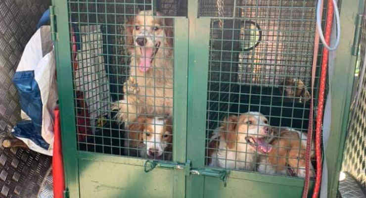 Marcignano: trentotto cani rinchiusi in una stanza al buio