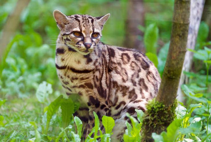 Margay o gatto di Wied