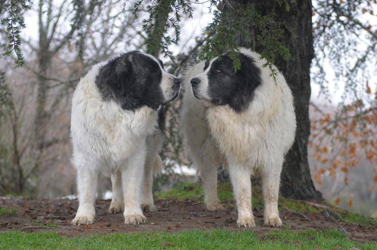 Mastino dei Pirenei adulto 