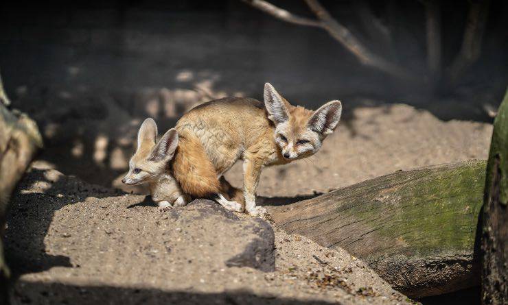 gruppo di volpi fennec