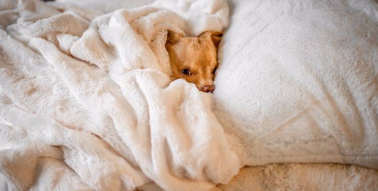 cane nel letto