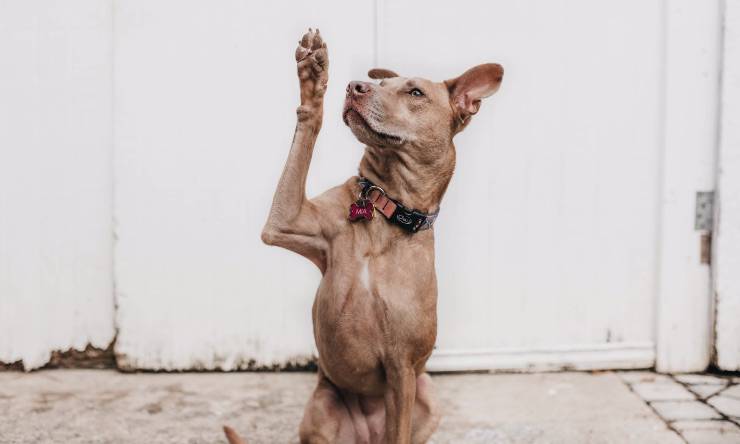 cane in fase di apprendimento