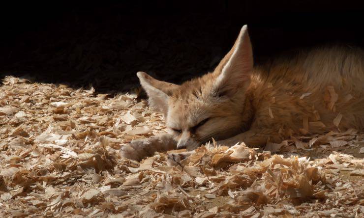 Una volpe fennec