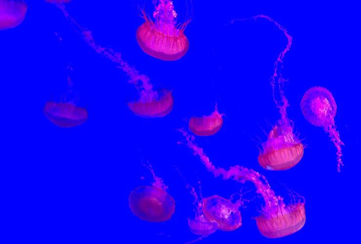 gruppo di meduse rose
