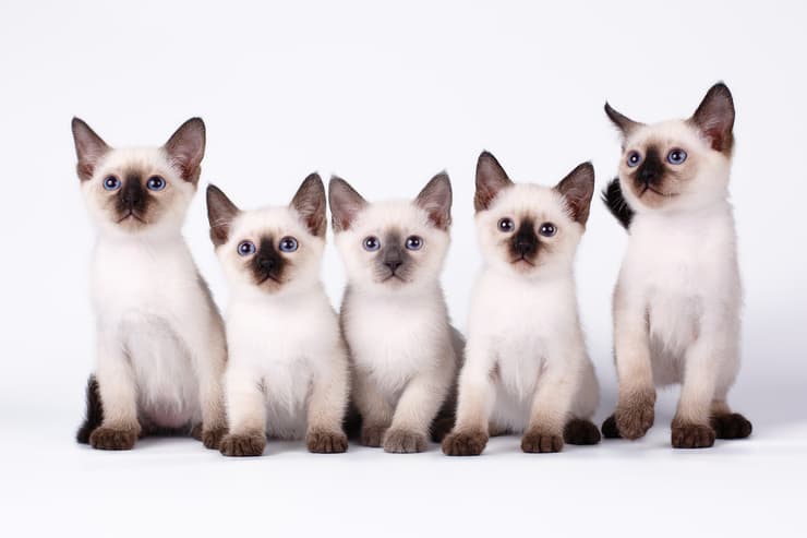 Gattini di razza siamese (Foto Adobe Stock)
