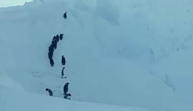 La via di fuga dei pinguini (Foto video)