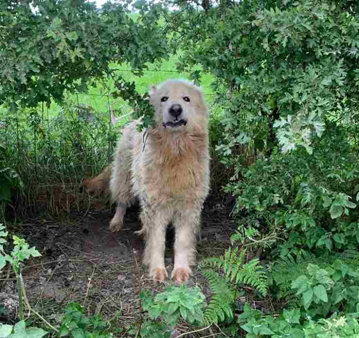 cane abbandonato