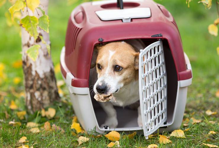 cane nel trasportino