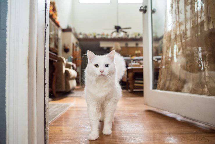 abituare il gatto alla casa nuova