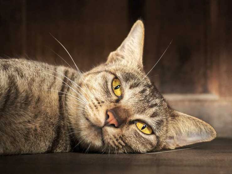 Carenza da vitamina nel gatto (Foto Adobe Stock)