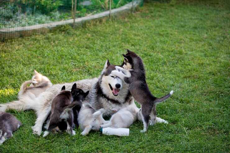 Come diventare allevatore di cani (Foto Adobe Stock)