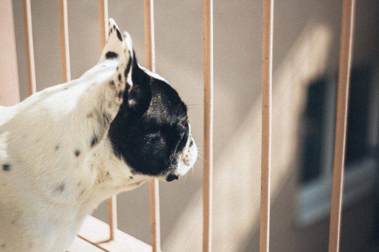 Il cane vuole stare in balcone