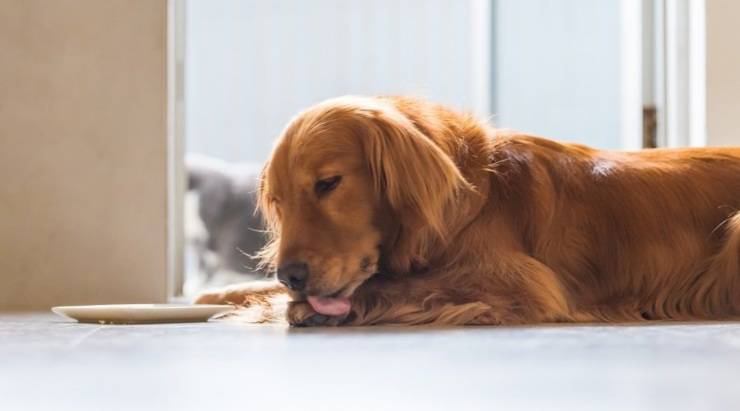 Perché il cane si lecca le ferite