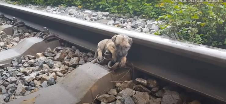 cucciolo salvato binari treno